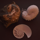 Fossil ammonite along with 3D-printed computer reconstructions showing internal and external morphology.